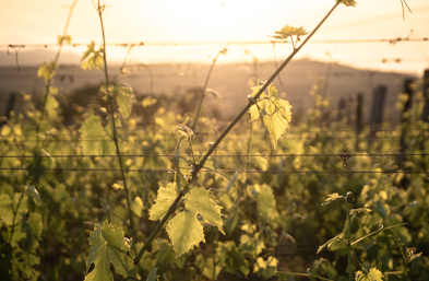 dégustation de vin dans les vignobles de Bergerac