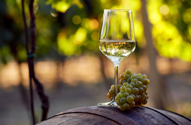 dégustation de vins