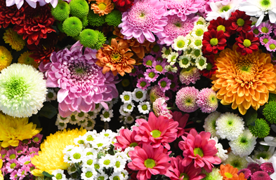 fête des Floralies à Sinat Jean de Côle