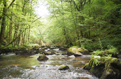randonnées dans les forêts du Périgord Vert