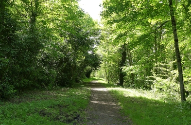 forêt de Lanmary