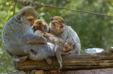 singes de la forêt des singes