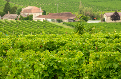 balade dans les vignobles de Monbazillac
