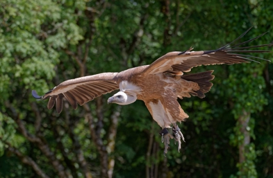 rocher des aigles