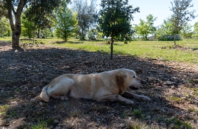 Walk in the truffle fields of Sorges and Ligueux